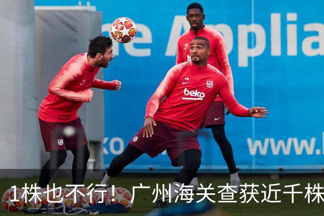 1株也不行！广州海关查获近千株盆栽，有625盆竟是“国宝级”植物